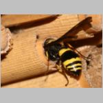 Symmorphus gracilis - Lehmwespe 10a 9mm beim Nesteintrag fdet11.jpg